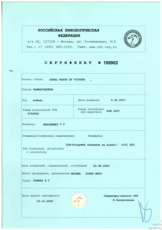 Фото: ньюфаундленд Идеал Тейст оф Виктори (Ideal Taste of Victory)