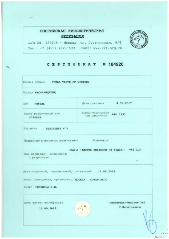 Фото: ньюфаундленд Идеал Тейст оф Виктори (Ideal Taste of Victory)