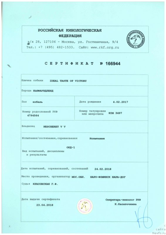 Фото: ньюфаундленд Идеал Тейст оф Виктори (Ideal Taste of Victory)