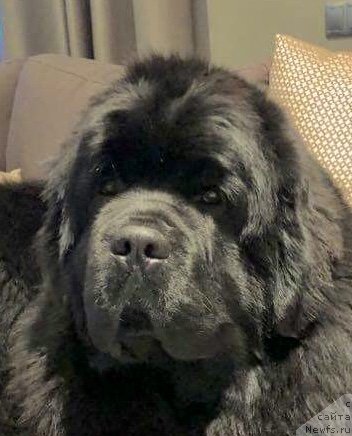 Фото: ньюфаундленд Аллегро Виннер Форвард (Allegro Winner Forward)