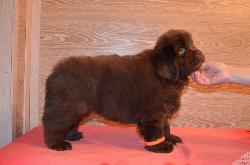 Фото: Хит Шелико Ингеборга Ипрессия