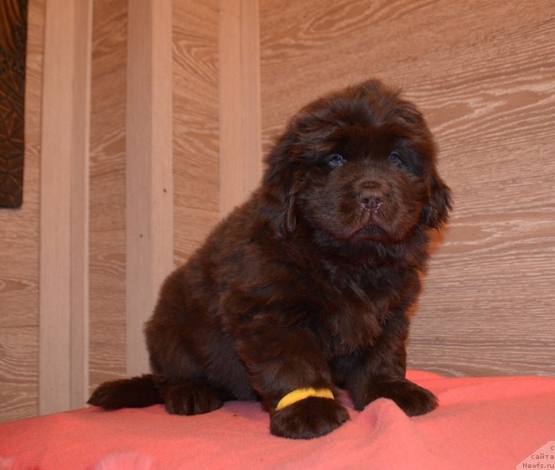 Фото: Хит Шелико Инфинити Фелицидад