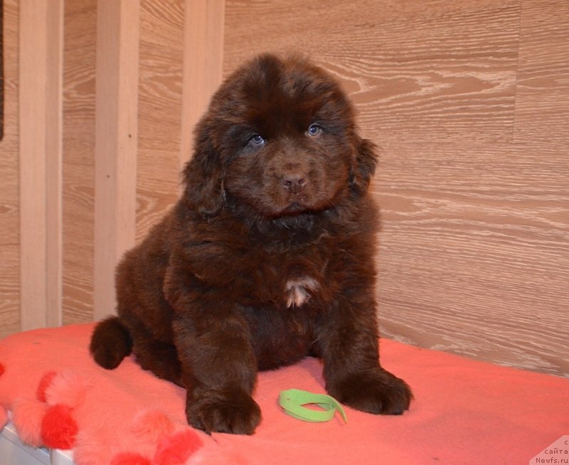 Фото: Хит Шелико Инсендио Диаманте