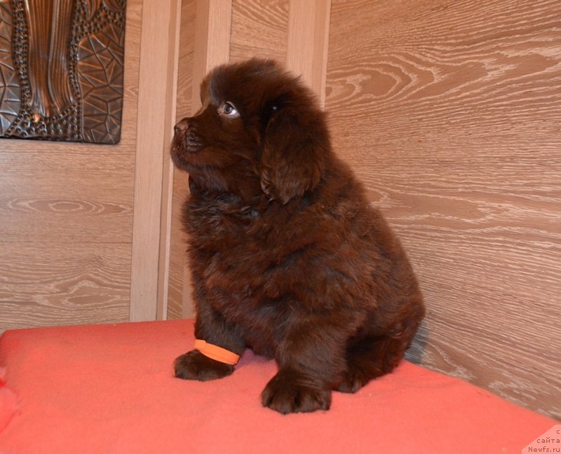 Фото: Хит Шелико Ингеборга Импрессия