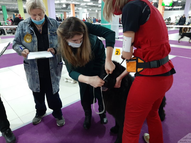 Фото: ньюфаундленд Риччи с Берега Дона (Richchi s Berega Dona)