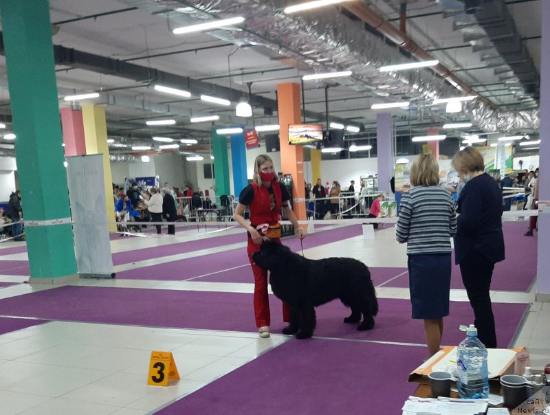 Фото: ньюфаундленд Риччи с Берега Дона (Richchi s Berega Dona)