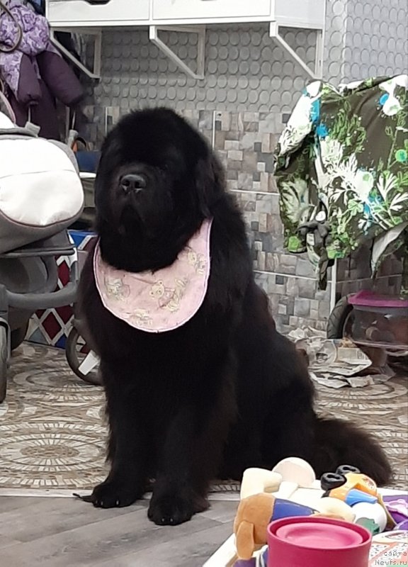 Фотография № 248072