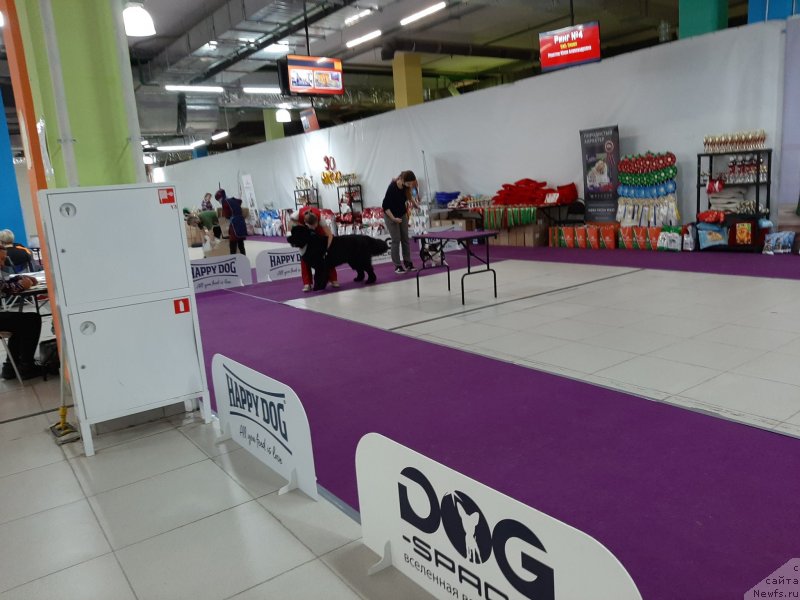 Фото: ньюфаундленд Риччи с Берега Дона (Richchi s Berega Dona)