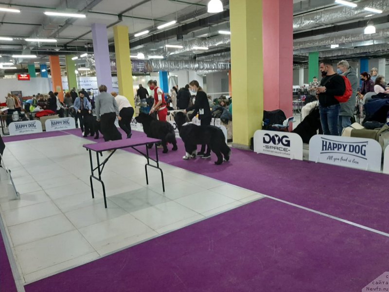 Фото: ньюфаундленд Риччи с Берега Дона (Richchi s Berega Dona)