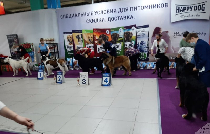 Фото: ньюфаундленд Риччи с Берега Дона (Richchi s Berega Dona)