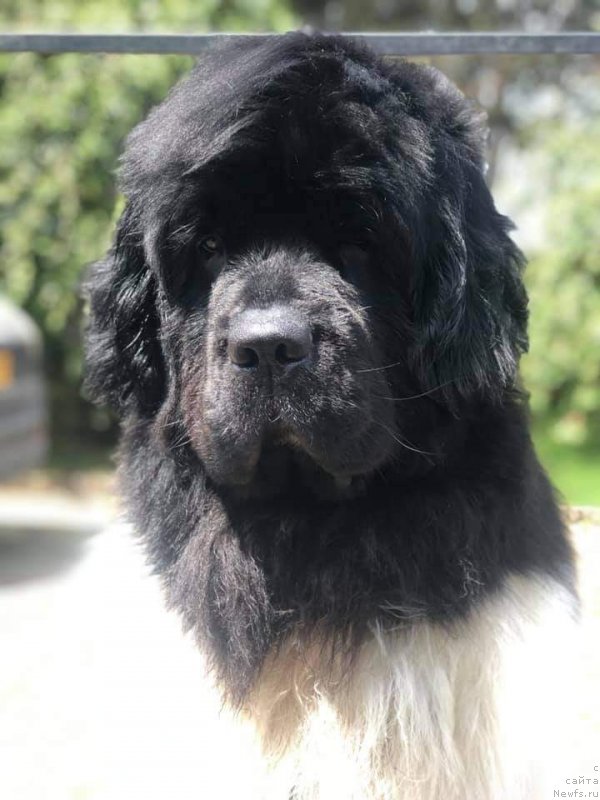 Фото: ньюфаундленд Super premium Bailey