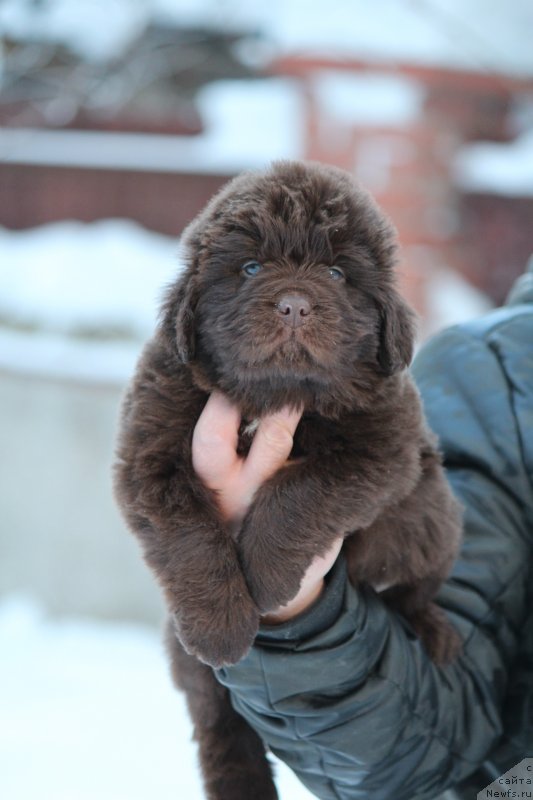 Фотография № 248089