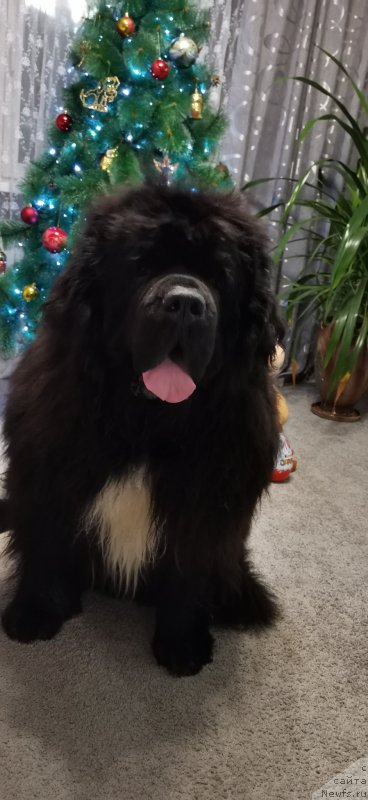 Фото: ньюфаундленд Дак Прайд Ван Гог (Dark Pride Van Gogh)