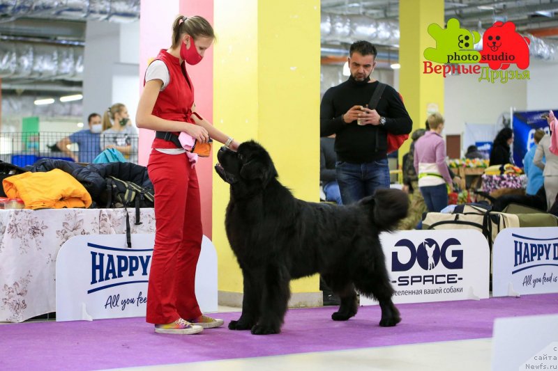 Фото: ньюфаундленд Риччи с Берега Дона (Richchi s Berega Dona)