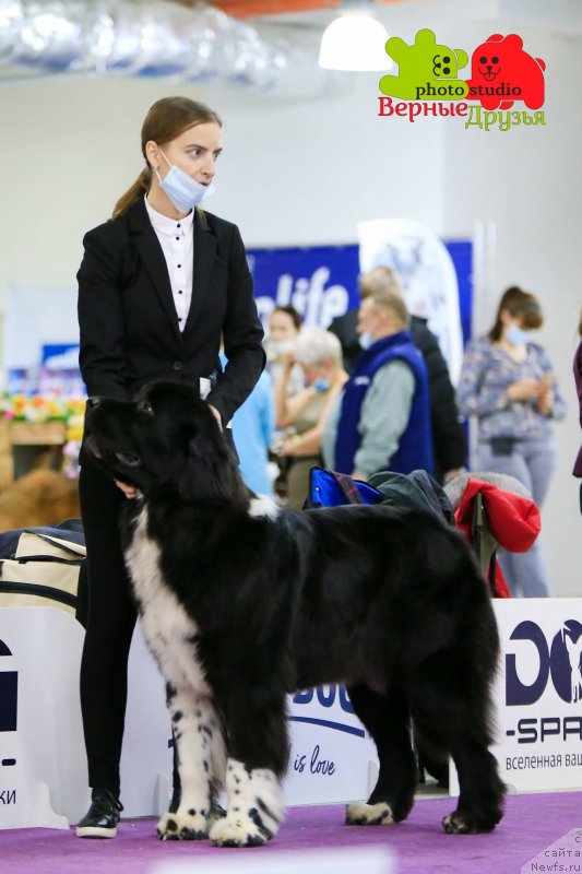 Фото: ньюфаундленд Annillat'zi First Amo Solo Te Mia