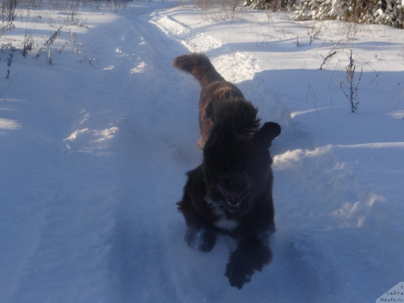 Фото: ньюфаундленд Янтарная Карамель