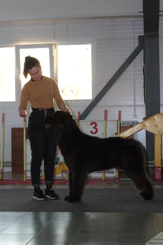 Фото: ньюфаундленд Янтарная Карамель