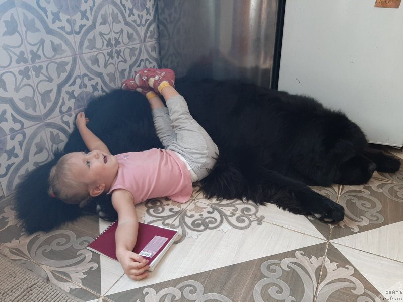 Фото: ньюфаундленд Риччи с Берега Дона (Richchi s Berega Dona), Лера