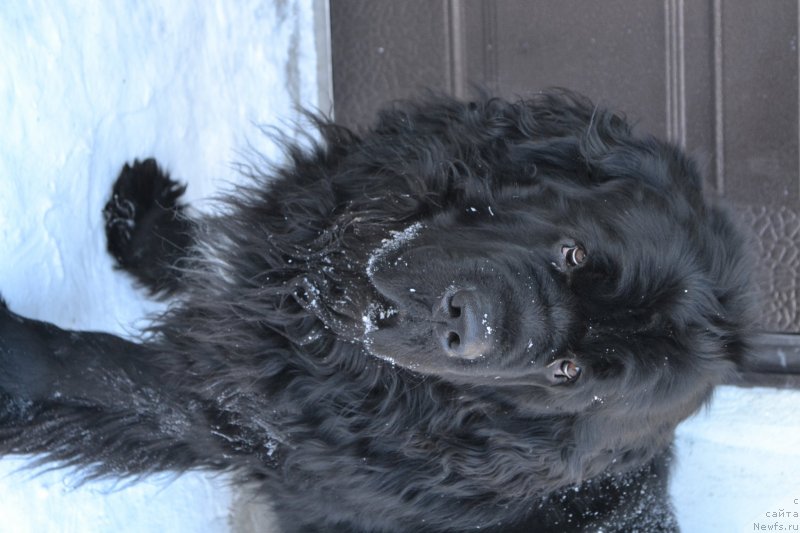 Фото: ньюфаундленд Первый Парень из Тихого Омута (Pervvy Paren iz Tihogo Omuta)