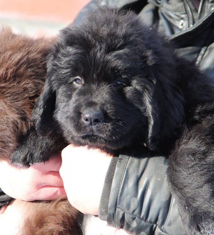 Фотография № 248146