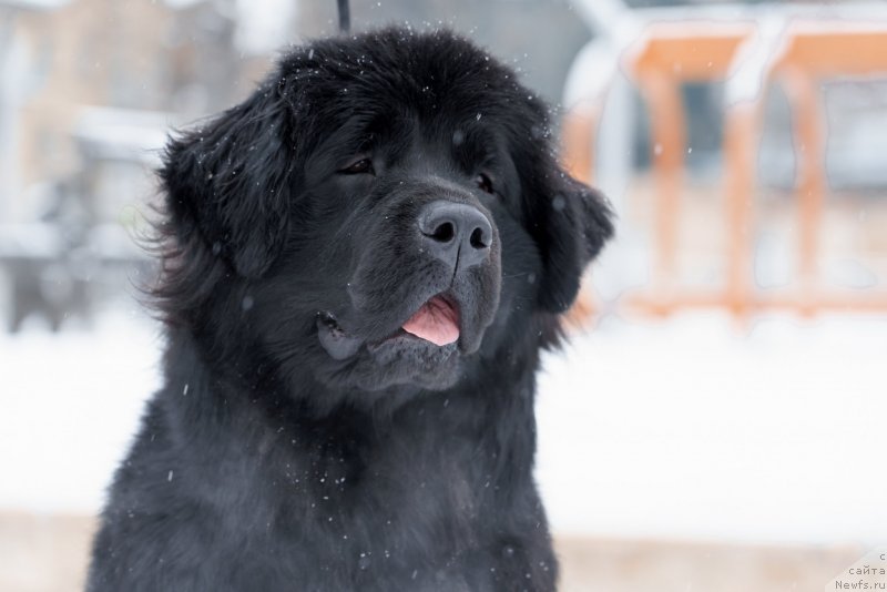 Фото: ньюфаундленд Лилу Белла (Lilu Bella)