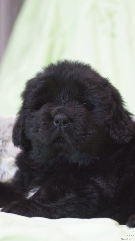 Фото: Щенок от  [d17545], ньюфаундленд Николь Яркая Звезда (Nikol Yarkaya Zvezda)