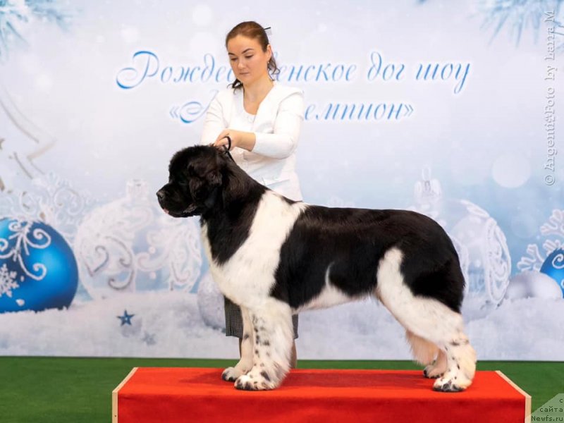 Фото: ньюфаундленд Аквиан Сонг Цафира (Akvian Song Cafira)