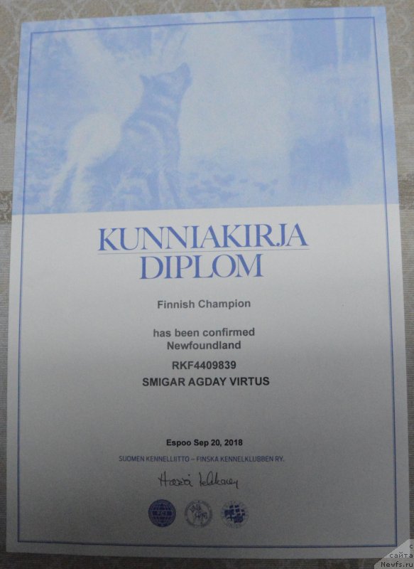 Фото: ньюфаундленд Смигар Агдай Виртус (Smigar Agday Virtus)