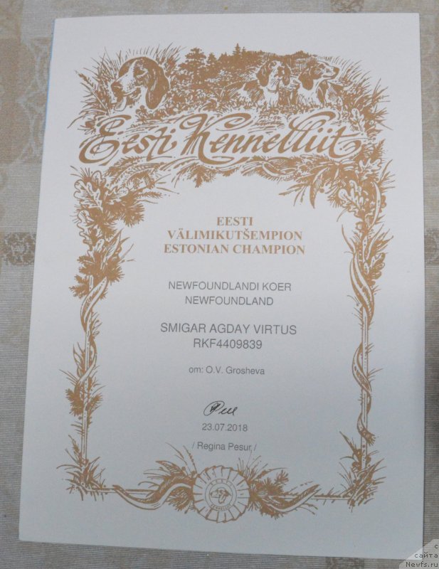 Фото: ньюфаундленд Смигар Агдай Виртус (Smigar Agday Virtus)