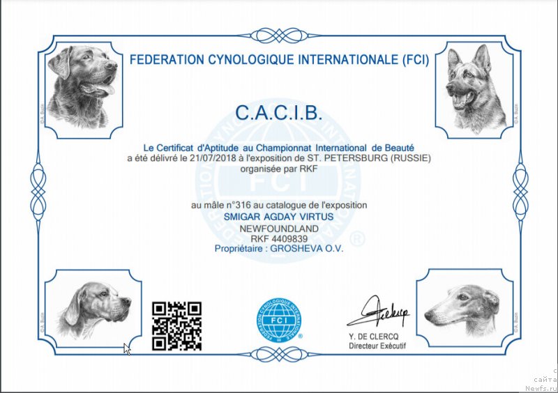 Фото: ньюфаундленд Смигар Агдай Виртус (Smigar Agday Virtus)