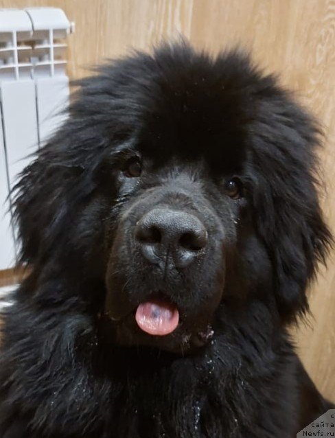 Фото: ньюфаундленд Старди Коллекшн Елизавета