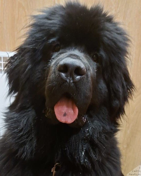 Фото: ньюфаундленд Старди Коллекшн Елизавета