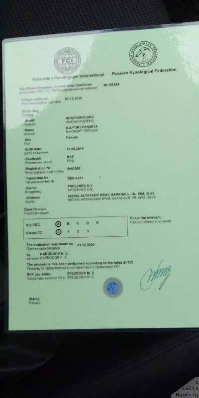 Фото: ньюфаундленд Ньюфорт Персея (Njufort Perseya)