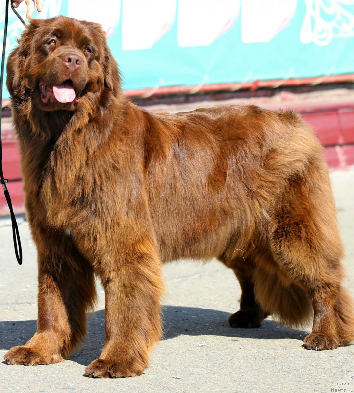 Фото: ньюфаундленд Ньюфорт Персея (Njufort Perseya)