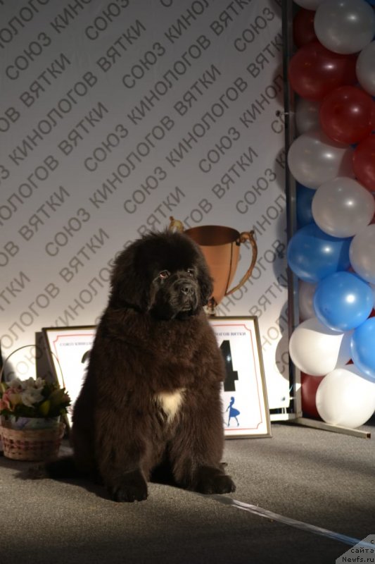 Фото: ньюфаундленд Хозяин Тайги Честь (Hozjain Taygi Chest)