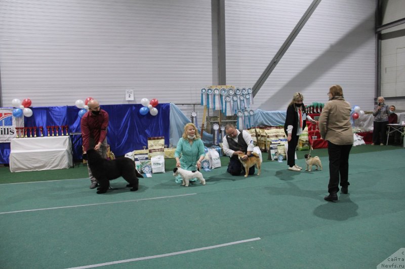 Фото: ньюфаундленд Хозяин Тайги Честь (Hozjain Taygi Chest)