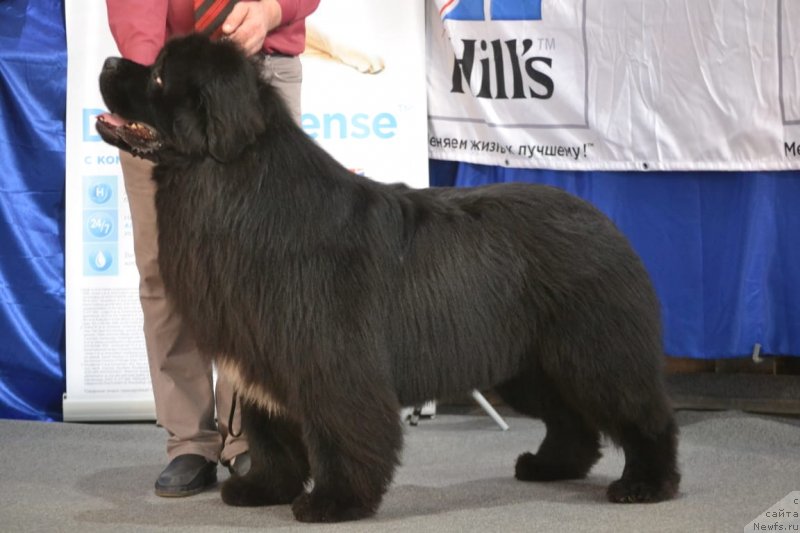 Фото: ньюфаундленд Вятский Медведь Прохор (Vyatskiy Medved Prohor)