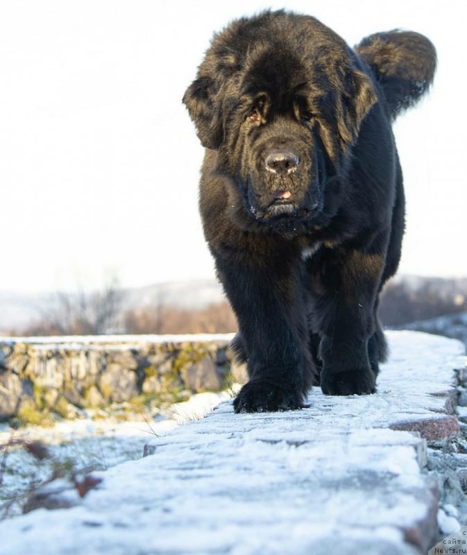 Фото: ньюфаундленд Белкондер-Клаб Ямайка Блю Маунтин (Belkonder-Club Jamaica Blue Mountin)