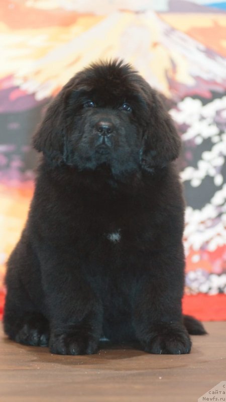 Фото: ньюфаундленд Николь Яркая Звезда (Nikol Yarkaya Zvezda)