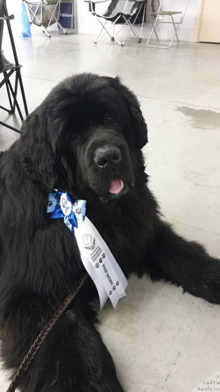 Фото: ньюфаундленд Вип Коллекшн Завгард