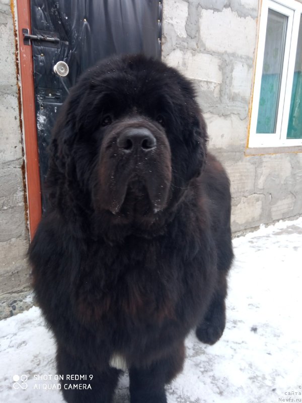 Фото: ньюфаундленд Вип Коллекшн Завгард