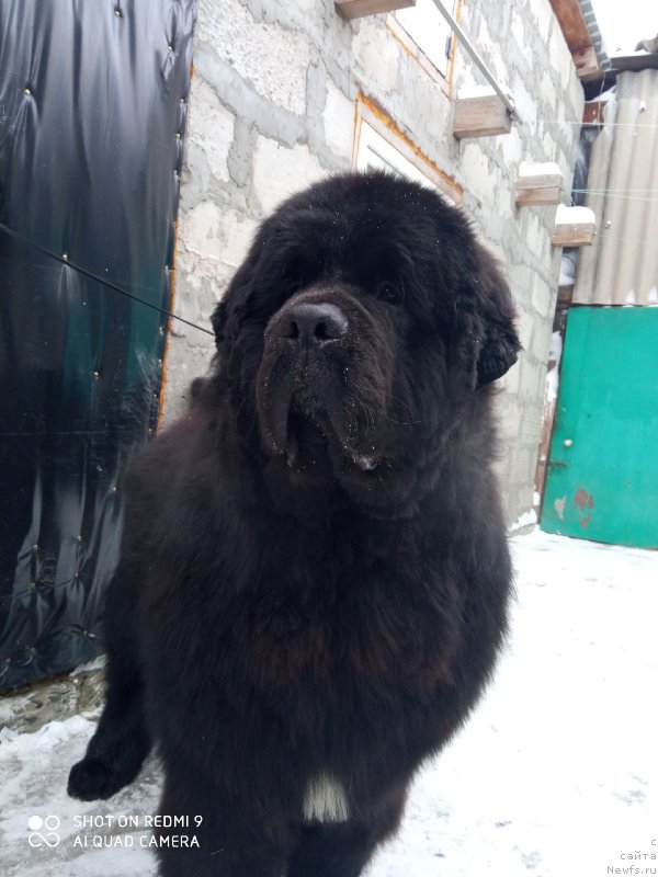 Фото: ньюфаундленд Вип Коллекшн Завгард