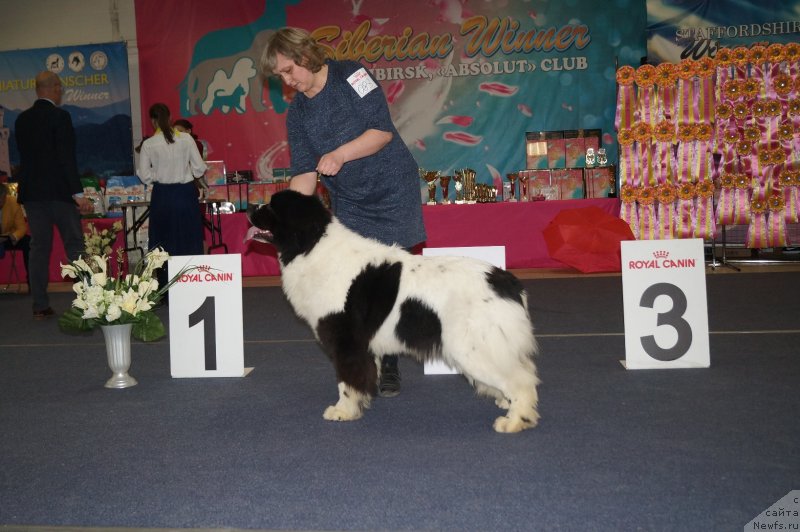 Фото: ньюфаундленд Инджия Фром Рашн Беар