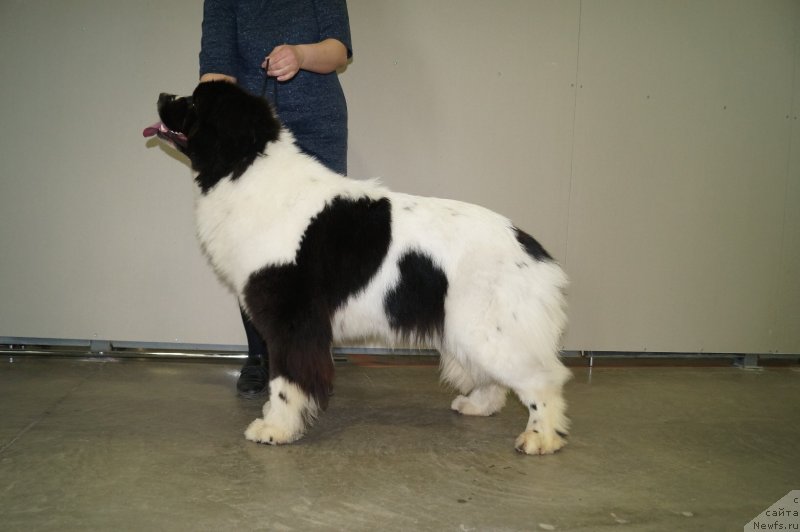 Фото: ньюфаундленд Инджия Фром Рашн Беар