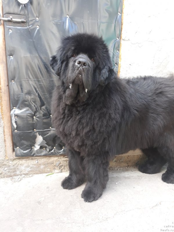 Фото: ньюфаундленд Ньюфорт Ниагара