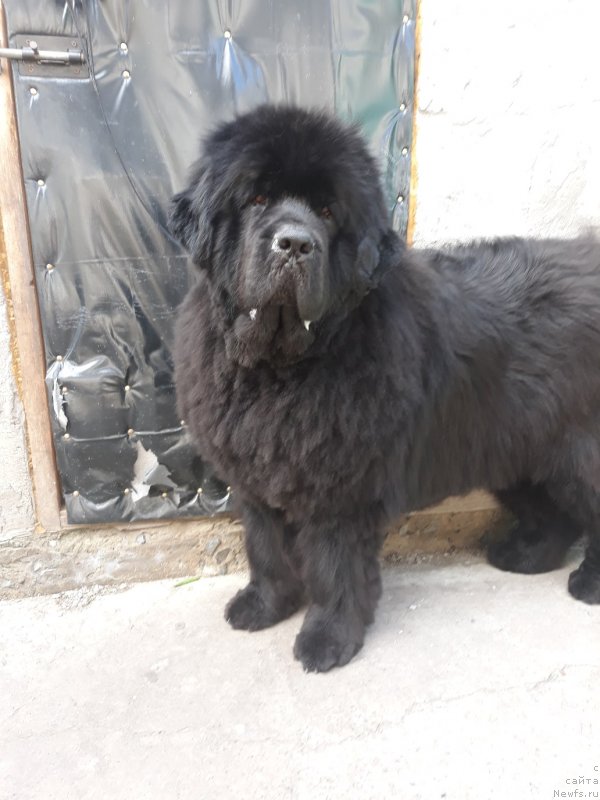 Фото: ньюфаундленд Ньюфорт Ниагара