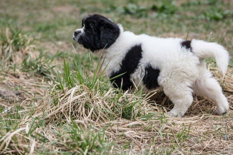 Фото: ньюфаундленд Инджия Фром Рашн Беар