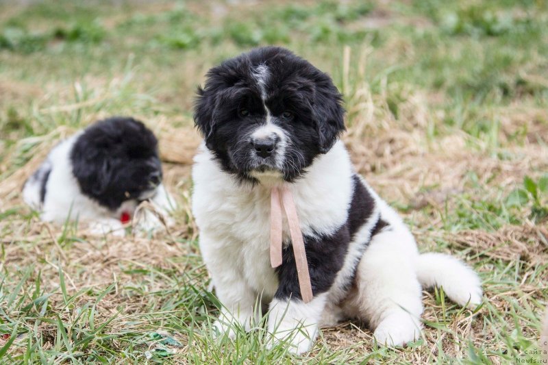 Фото: ньюфаундленд Инджия Фром Рашн Беар