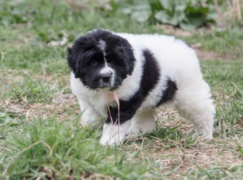 Фото: ньюфаундленд Инджия Фром Рашн Беар