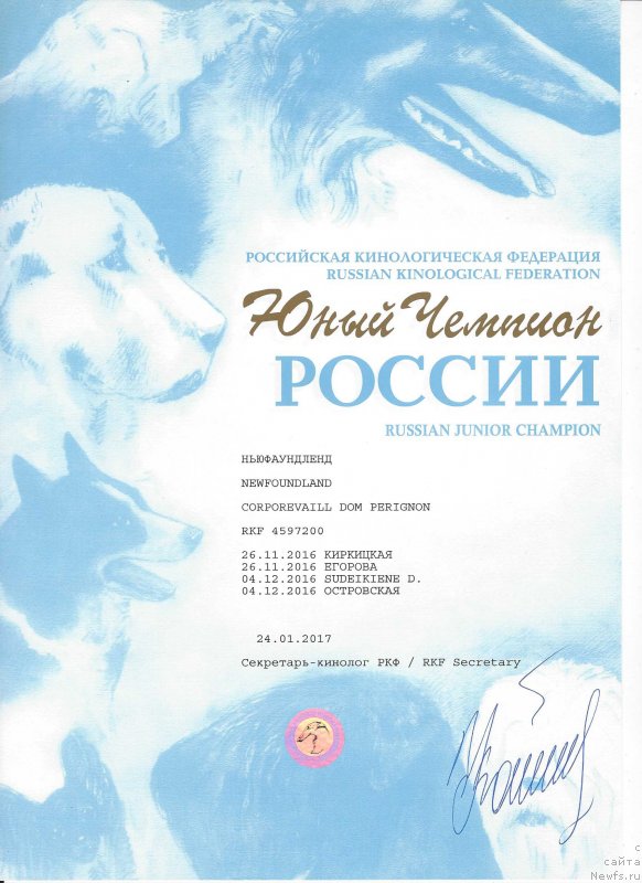 Фото: ньюфаундленд Corporevaill Dom Perignon